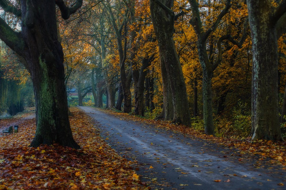 Фотографія Облетает листва, тают краски осеннего леса / Roor Juri / photographers.ua