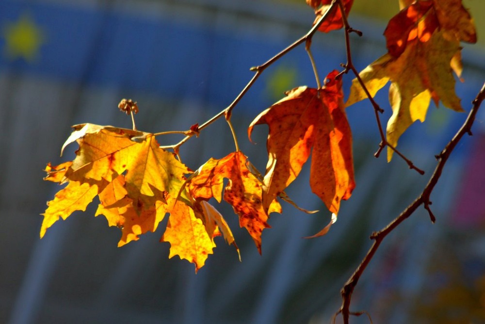 Фотографія Осенние листья / Roor Juri / photographers.ua