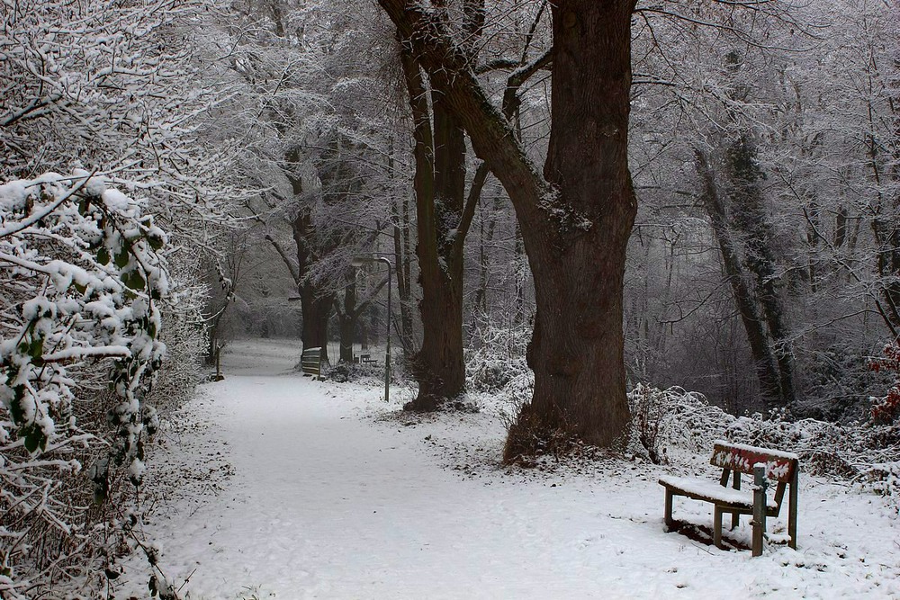 Фотографія В зимнем парке тишина смеется и деревья тихие стоят . / Roor Juri / photographers.ua