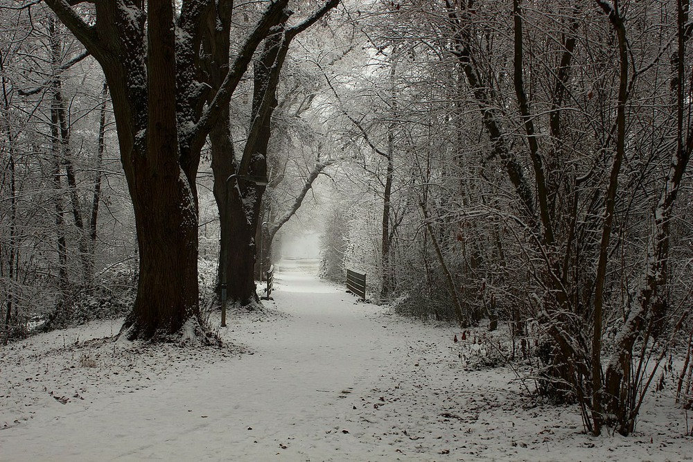Фотографія Зимний парк / Roor Juri / photographers.ua