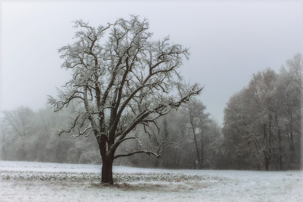 Фотографія Надоело одиночество… Пробираюсь сквозь туман… / Roor Juri / photographers.ua