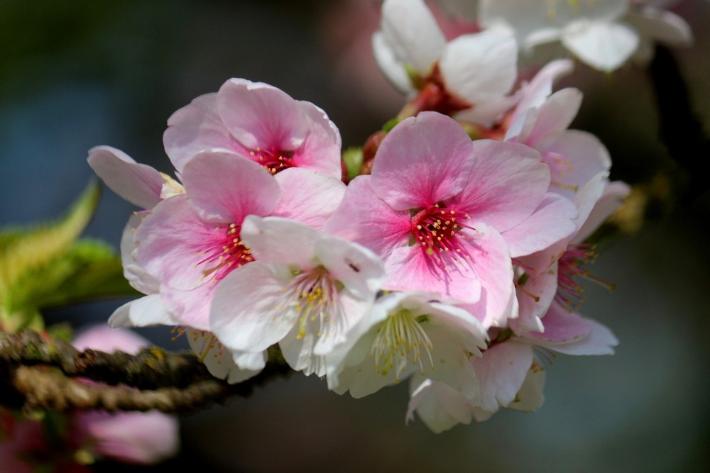 Фотографія Весны цветение / Roor Juri / photographers.ua