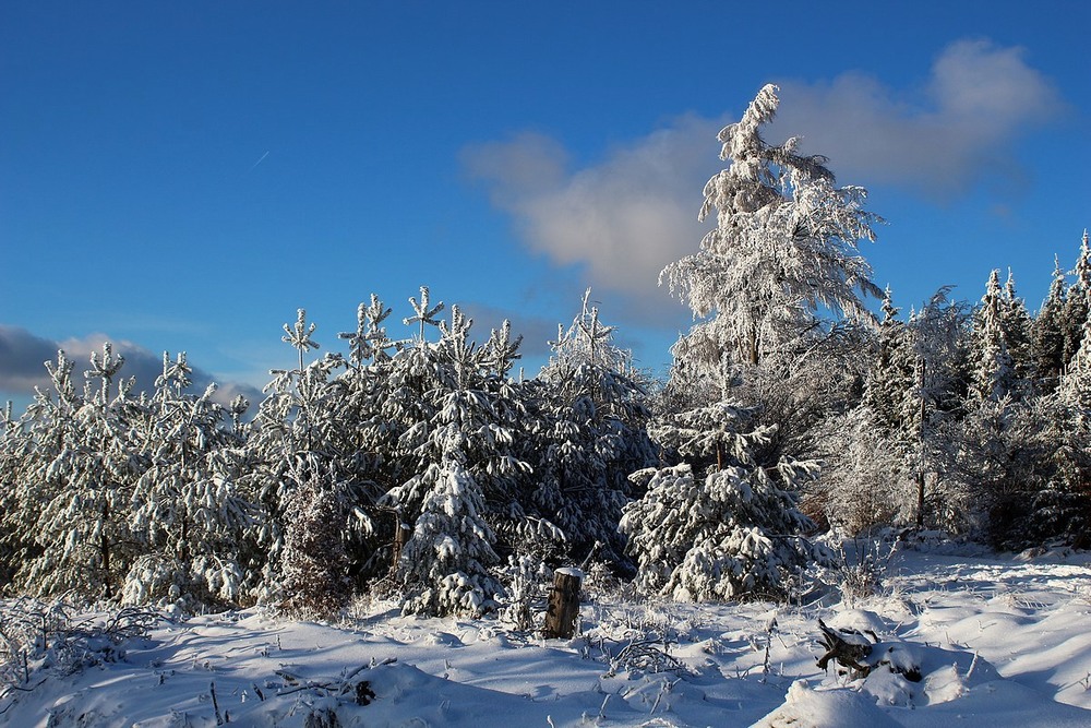 Фотографія Зимний лес. / Roor Juri / photographers.ua