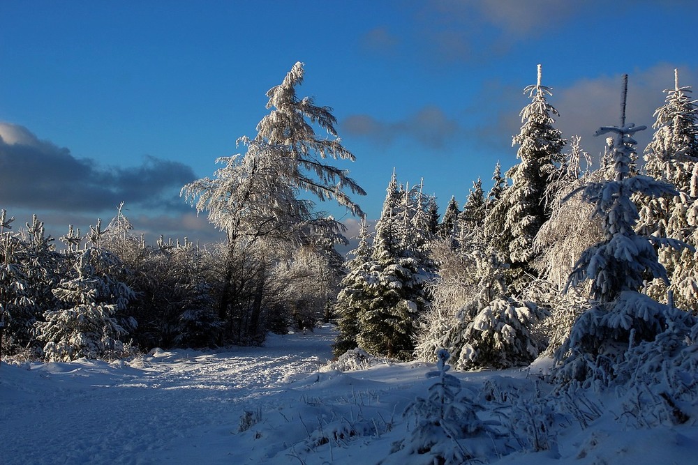 Фотографія Заснеженный лес. / Roor Juri / photographers.ua