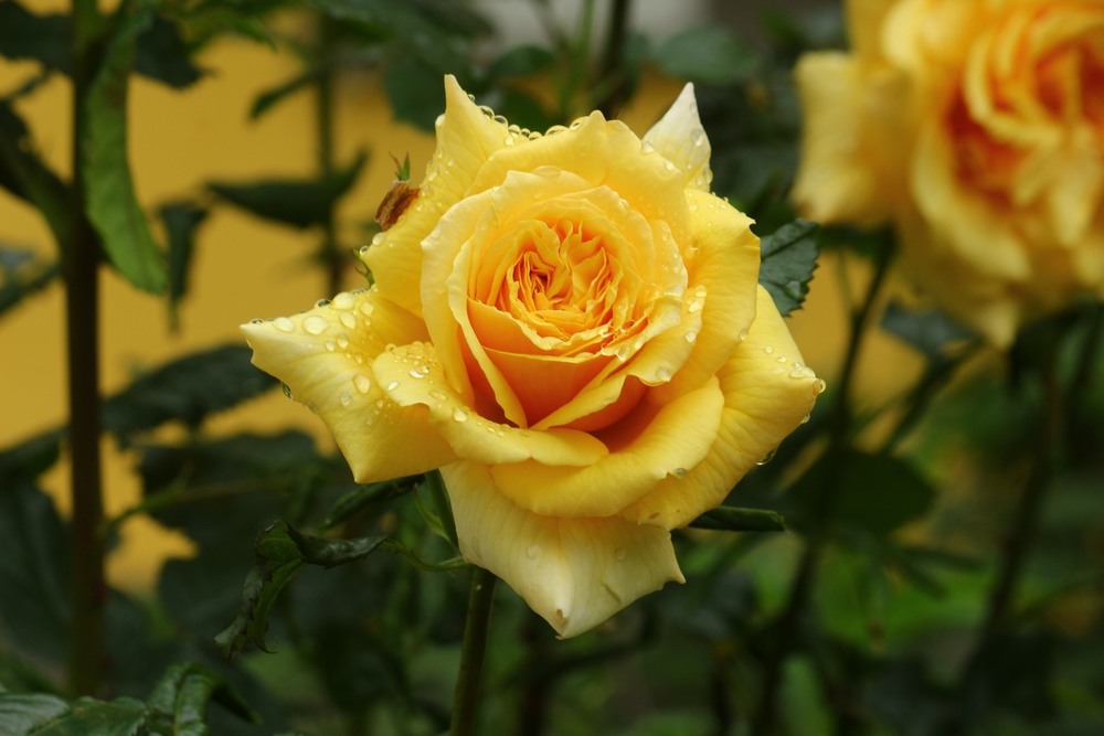 Фотографія Утро жёлтых роз / Roor Juri / photographers.ua