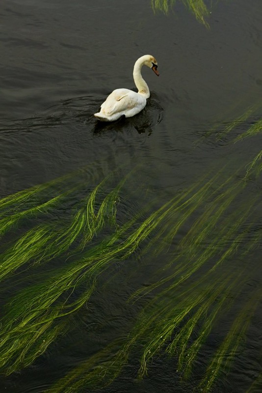 Фотографія Лебедь на тёмной воде / Roor Juri / photographers.ua