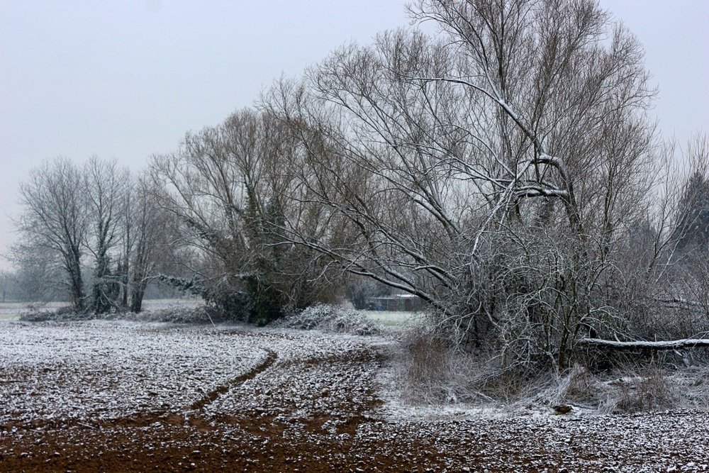 Фотографія Поле,снег, деревья / Roor Juri / photographers.ua