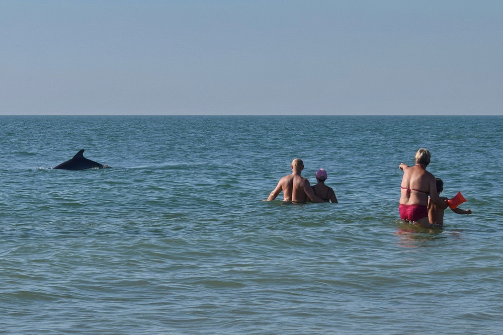 Фотографія Зустріч з дельфінами / Володимир П. / photographers.ua