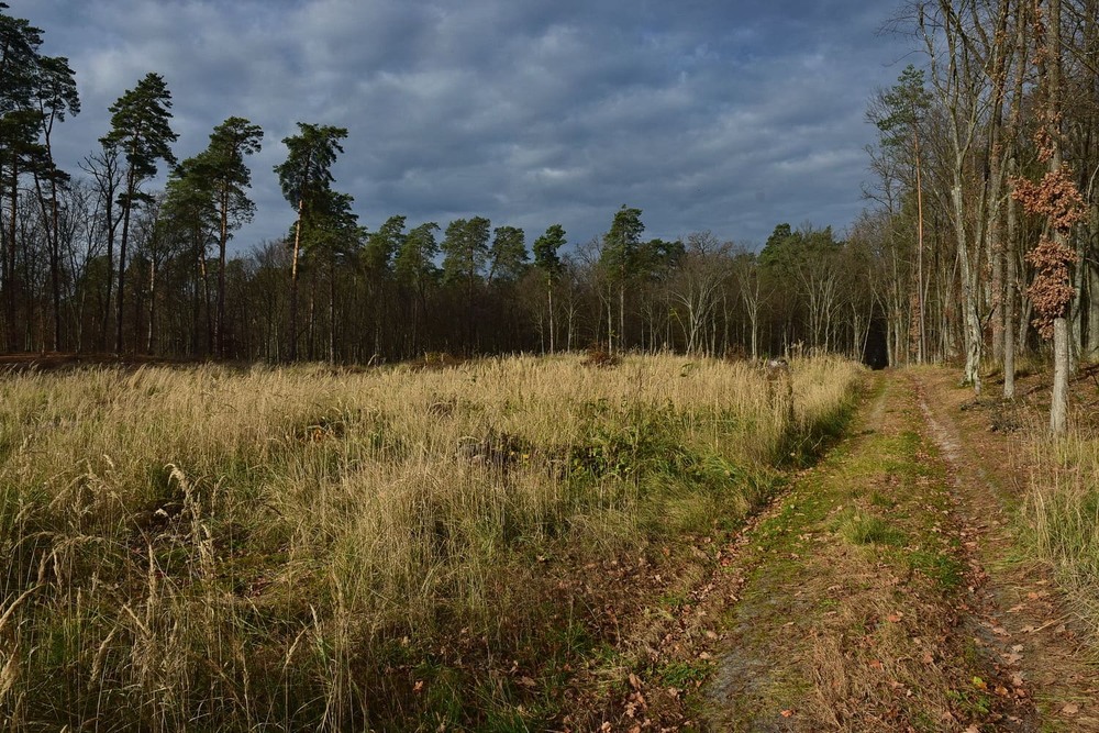 Фотографія Осінній ліс / Володимир П. / photographers.ua