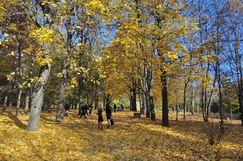Фотографія Золота осінь в парку / Володимир П. / photographers.ua