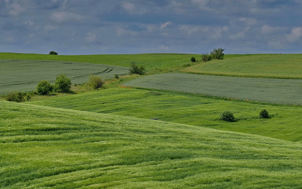 Фотографія Бархатистий зелений килим ніжно вкрив всі пагорби навкруг / Володимир П. / photographers.ua
