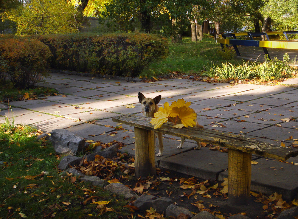 Фотографія Про осінь в місті і песика в листі :-) / Nata / photographers.ua