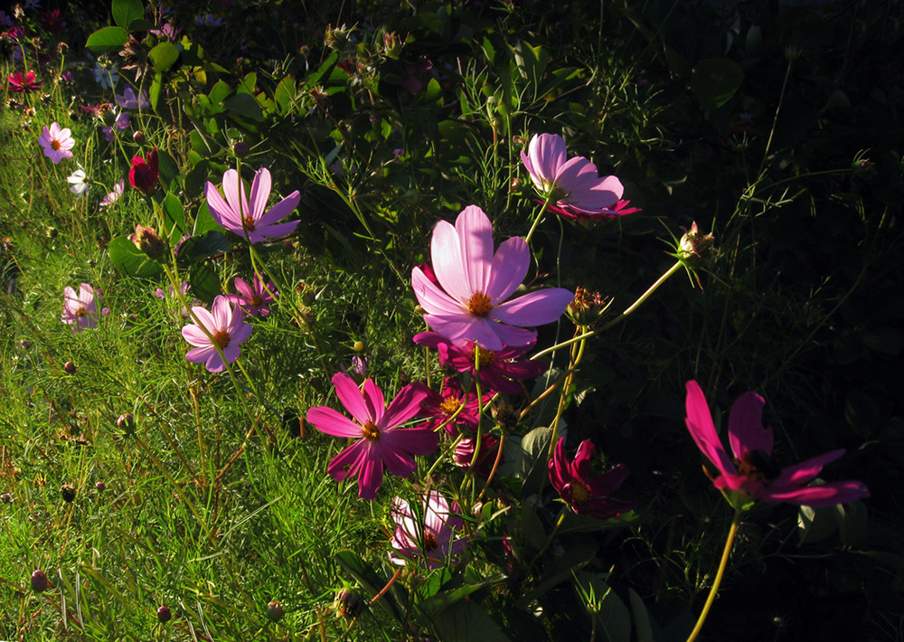 Фотографія Літо, літечко- все в квітах, квіточках -1 / Nata / photographers.ua