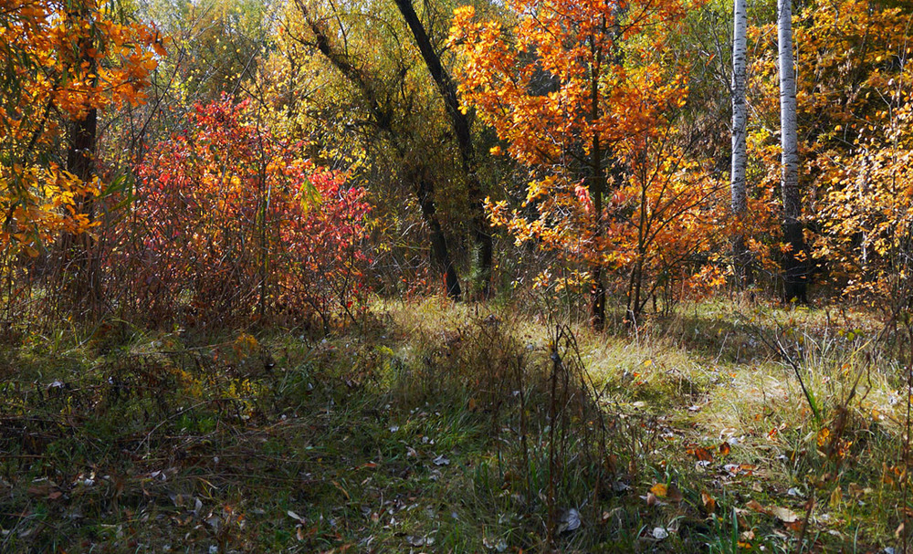 Фотографія В осіньому лісі / Nata / photographers.ua