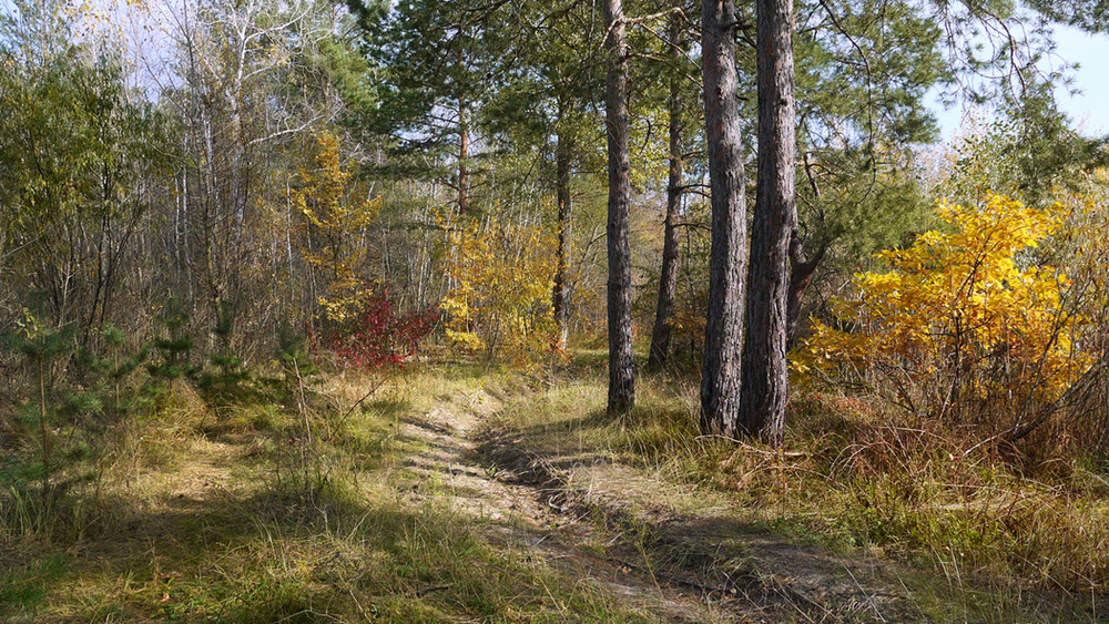 Фотографія В осінньому лісі / Nata / photographers.ua