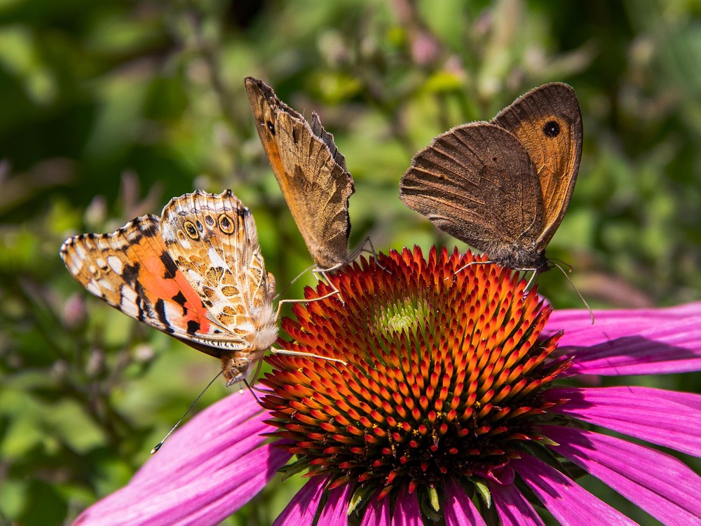 Фотографія *** / Олексій Мосейко / photographers.ua