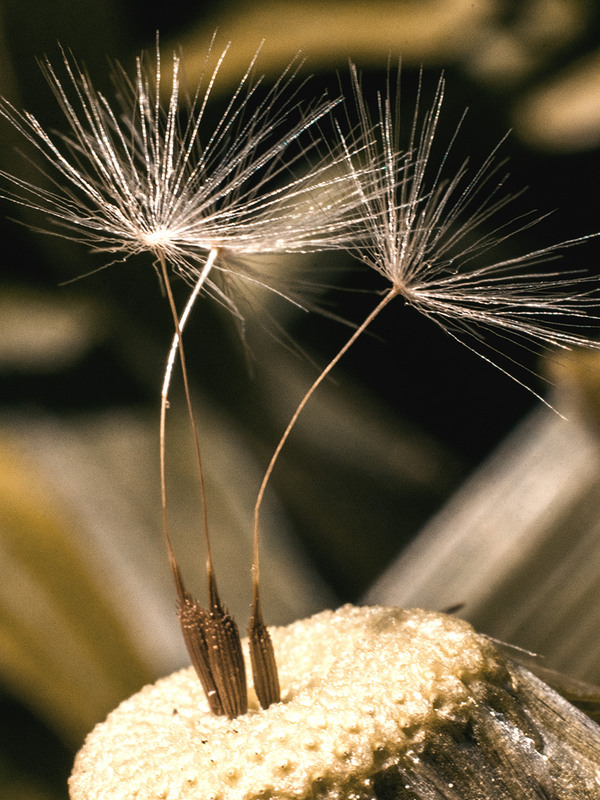 Фотографія Макро / Олексій Мосейко / photographers.ua