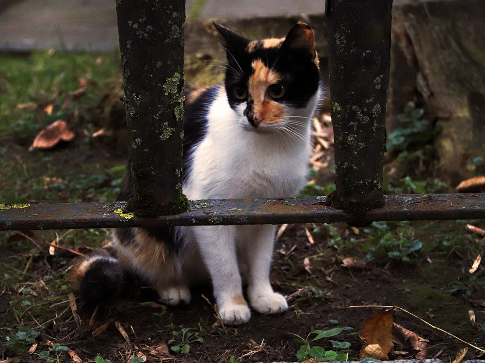 Фотографія Животные / Олексій Мосейко / photographers.ua