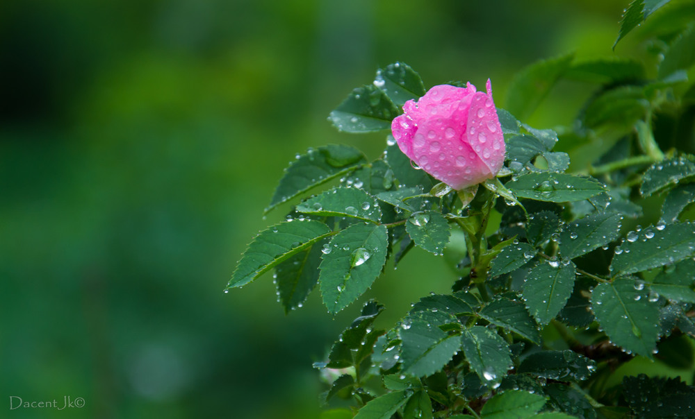 Фотографія Цвіте шипшина під весняним дощем... / dacentjk / photographers.ua