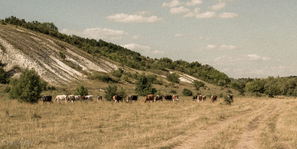 Фотографія Пасуться корови за селом... / dacentjk / photographers.ua