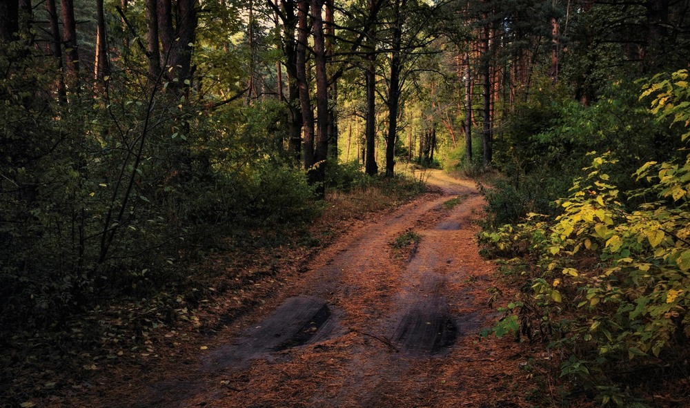 Фотографія Воздух наполнен запахом леса... / Ирина Falcone / photographers.ua