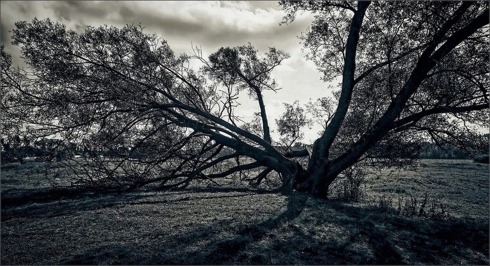 Фотографія Дерево старое, ветви усталые... / Ирина Falcone / photographers.ua