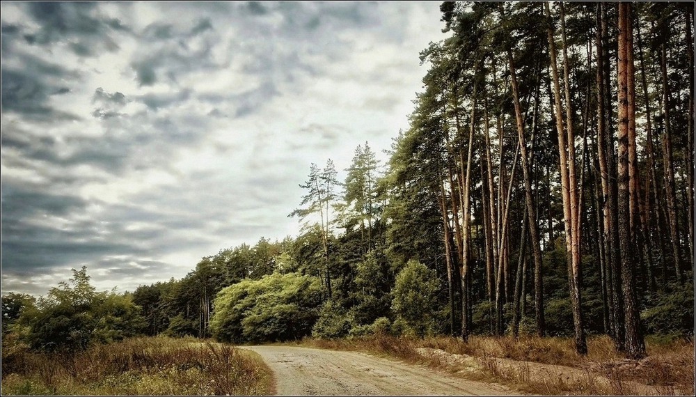 Фотографія Мокрой хвоей пахнет лес... / Ирина Falcone / photographers.ua