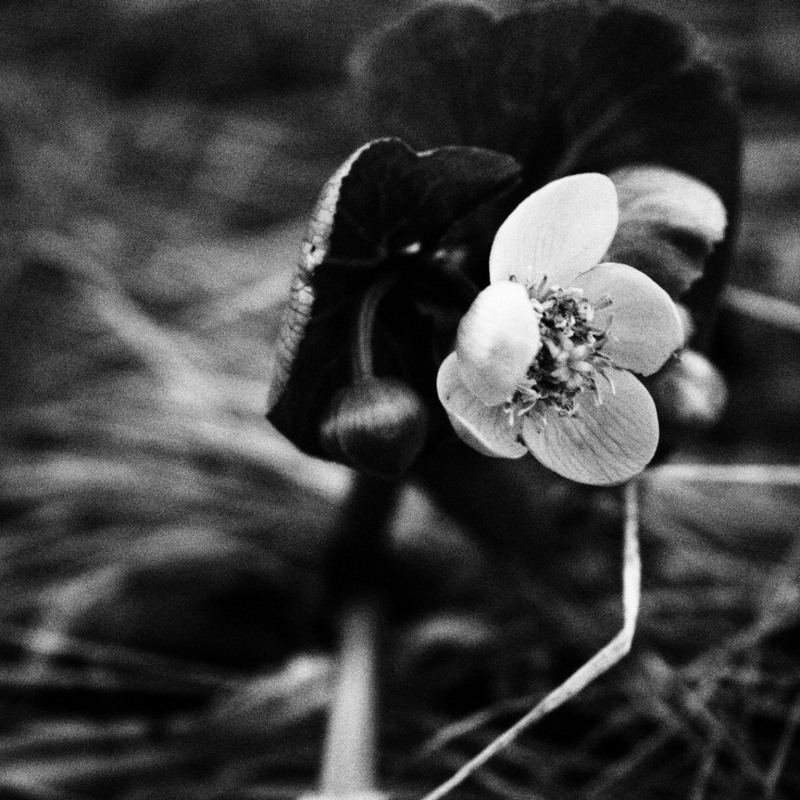 Фотографія Black&White Spring / Анна Поплавська / photographers.ua