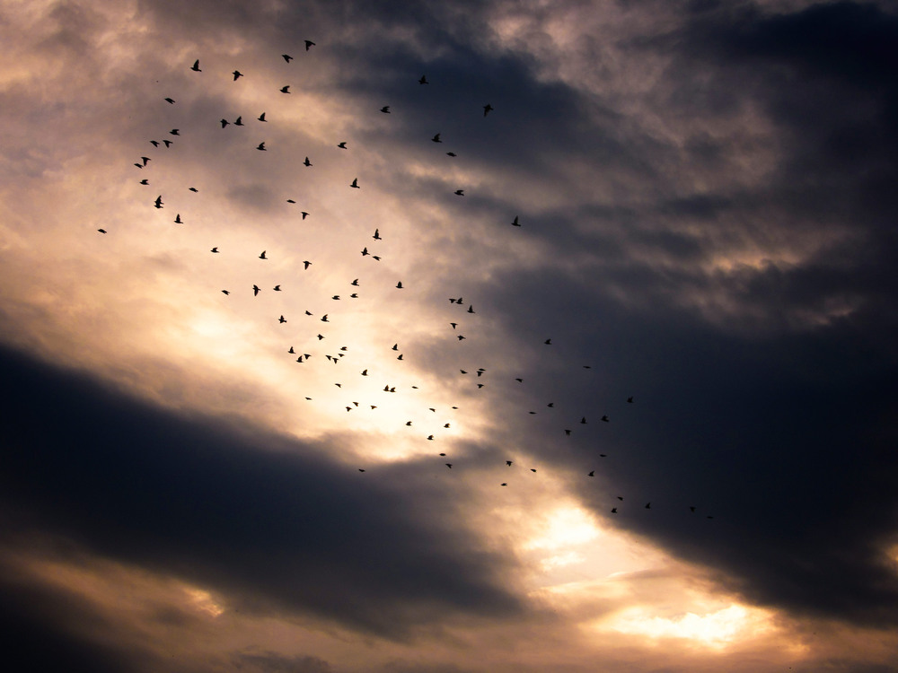 Фотографія Торкаючись небес... / Антоніна Вознюк / photographers.ua