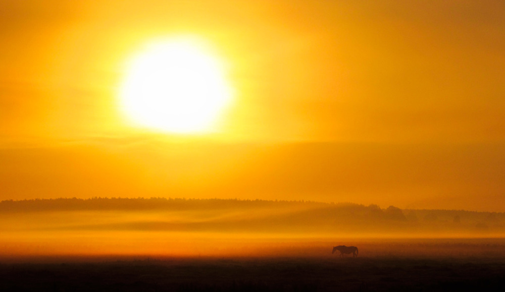 Фотографія У тумані, на схід сонця / Антоніна Вознюк / photographers.ua