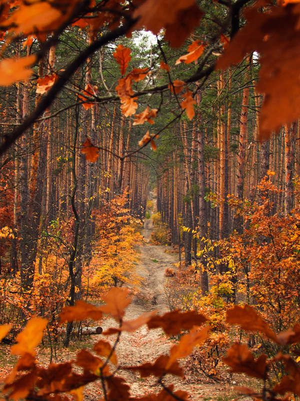 Фотографія Ось-ось лісовик вигляне / Антоніна Вознюк / photographers.ua