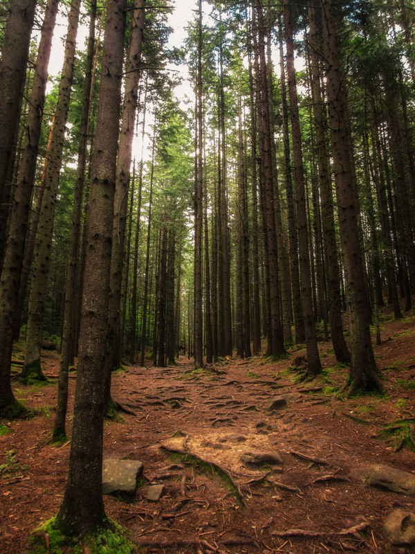 Фотографія Дрімучі карпатські ліси / Антоніна Вознюк / photographers.ua