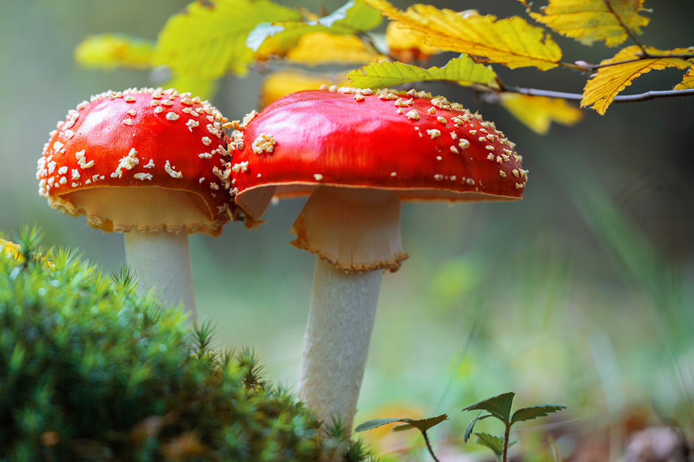 Фотографія Осінній поцілунок / Юрій Стороженко / photographers.ua