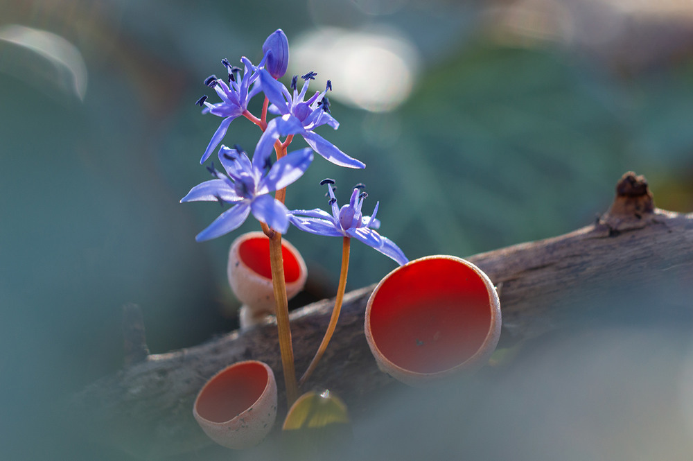 Фотографія Магія весни / Юрій Стороженко / photographers.ua