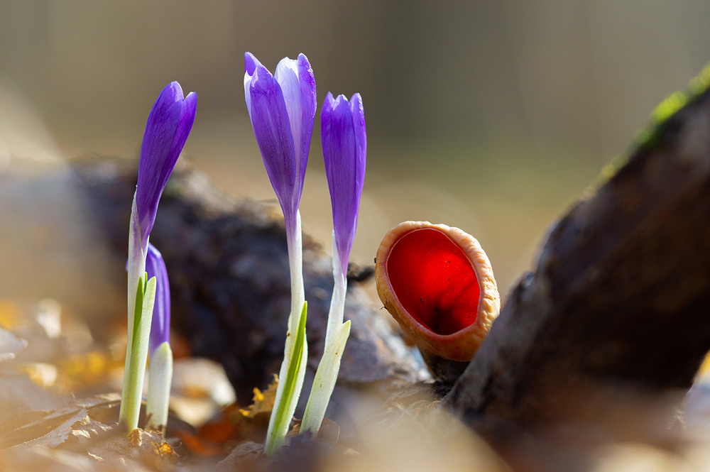 Фотографія Подих весни / Юрій Стороженко / photographers.ua