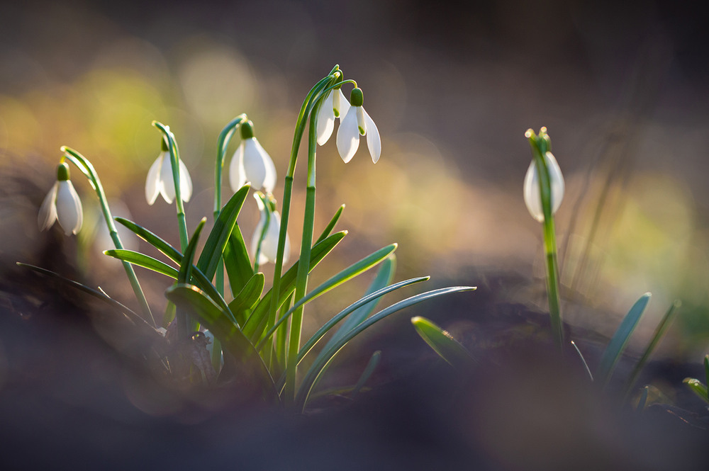 Фотографія Підсніжники / Юрій Стороженко / photographers.ua