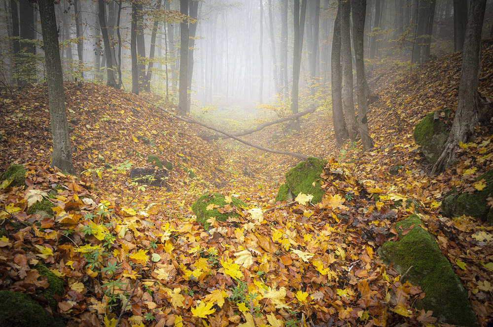 Фотографія Мій ліс... / Юрій Стороженко / photographers.ua