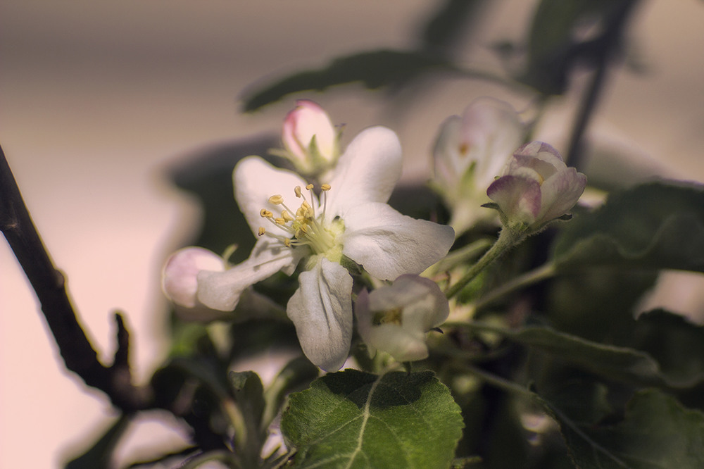 Фотографія ...Как с белых яблонь дым... / Геннадий Топольницкий / photographers.ua