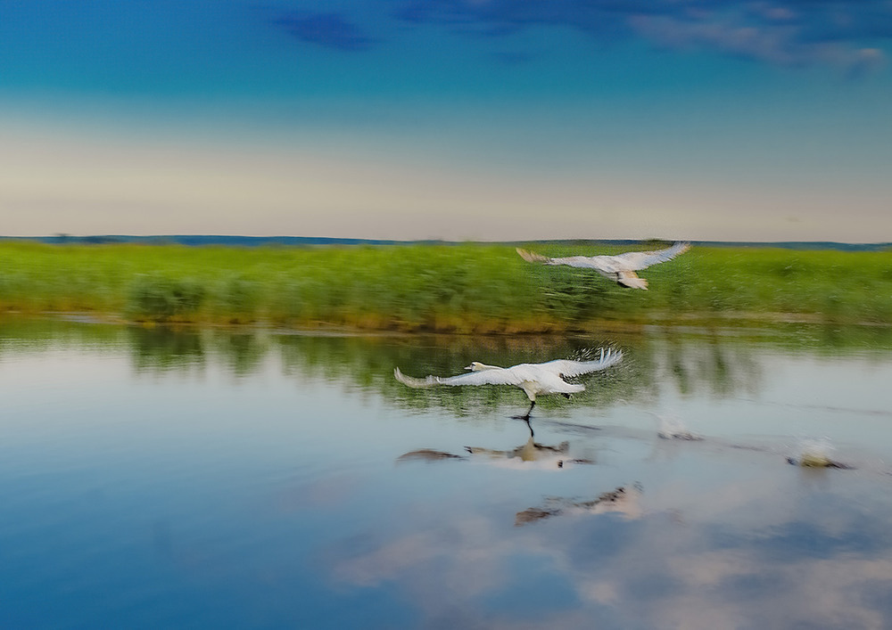 Фотографія над водой летели лебеди.... / Алексей Чаленко / photographers.ua