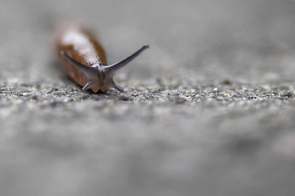 Фотографія Улитка без домика))) / Алексей Чаленко / photographers.ua