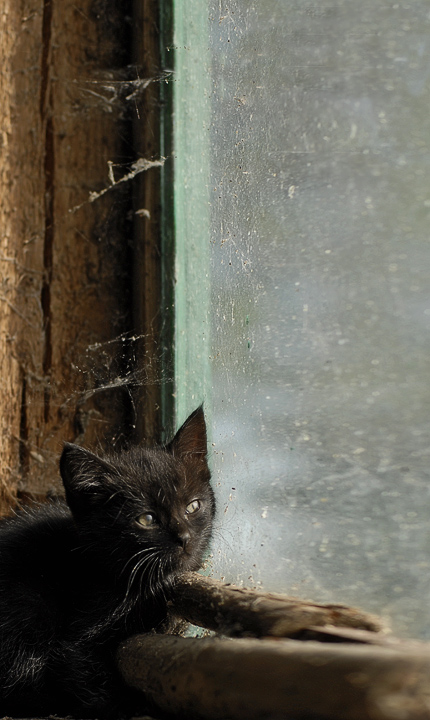 Фотографія только черному коту и не ... / Елена Цыкал / photographers.ua