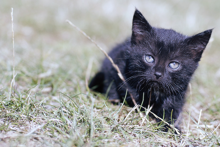 Фотографія только черному коту и не...   (2) / Елена Цыкал / photographers.ua