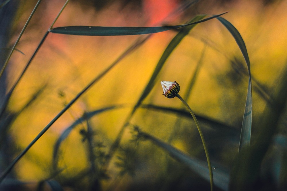 Фотографія Разное / Олександр Семен / photographers.ua