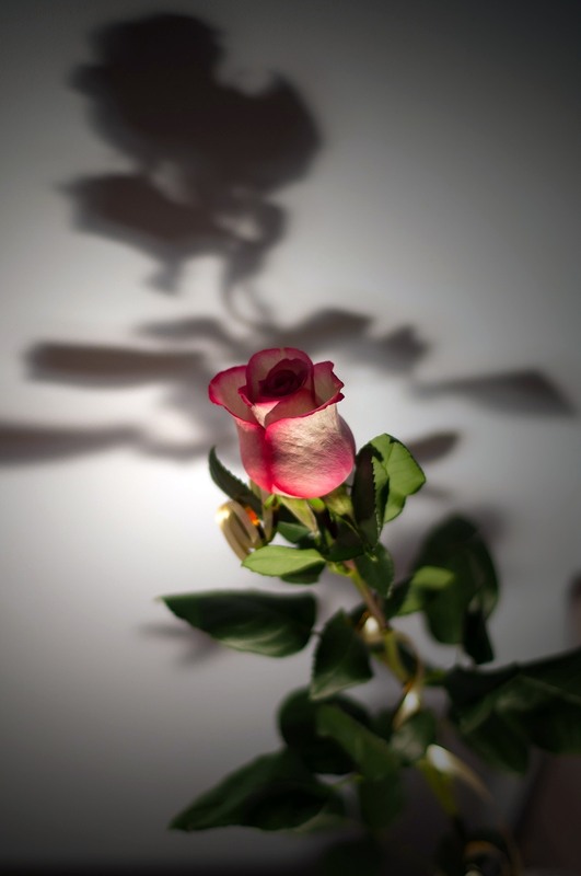 Фотографія Разное / Олександр Семен / photographers.ua