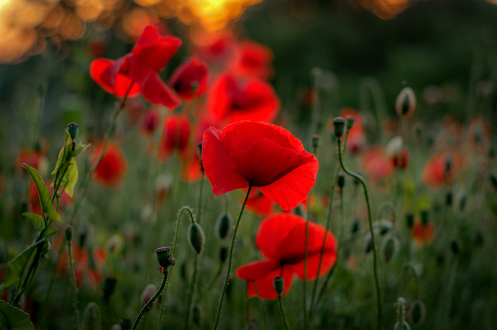 Фотографія Разное / Олександр Семен / photographers.ua