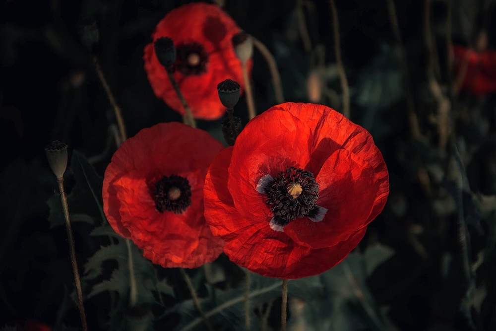 Фотографія Разное / Олександр Семен / photographers.ua