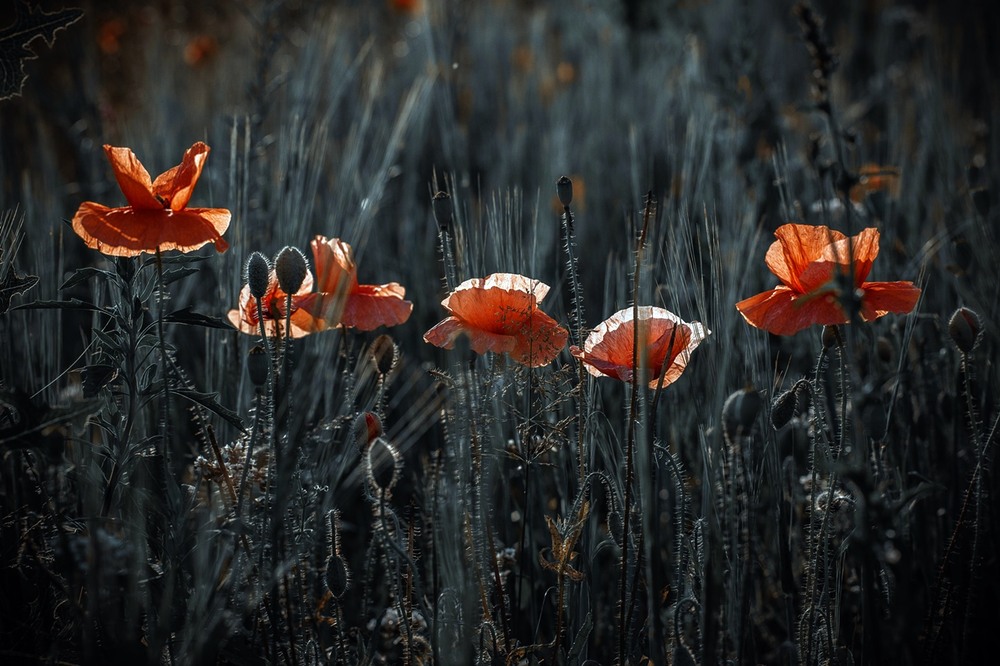 Фотографія Разное / Олександр Семен / photographers.ua