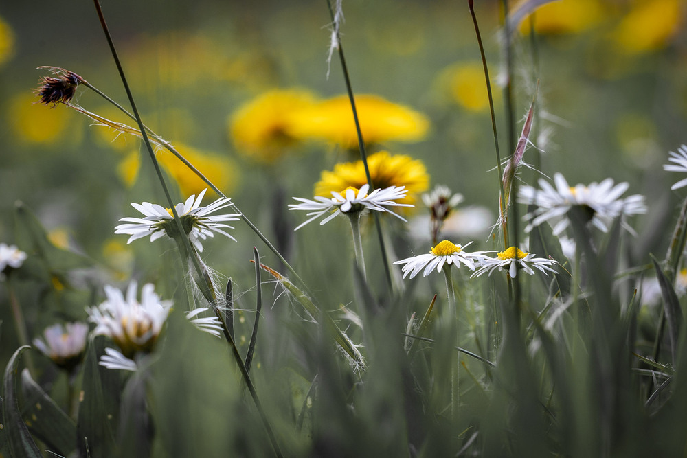 Фотографія Разное / Олександр Семен / photographers.ua