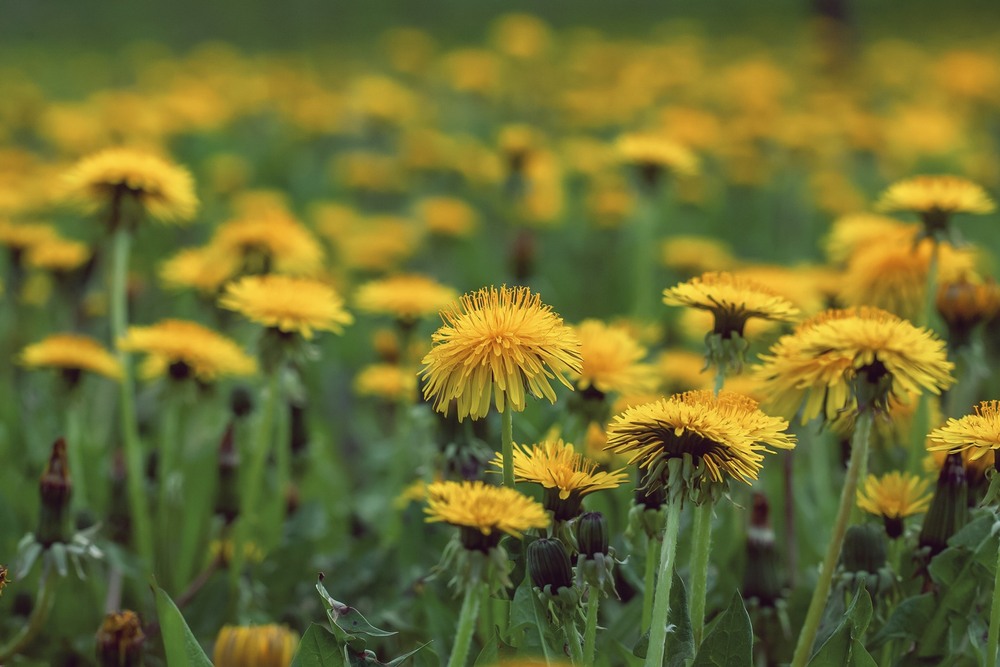 Фотографія Разное / Олександр Семен / photographers.ua