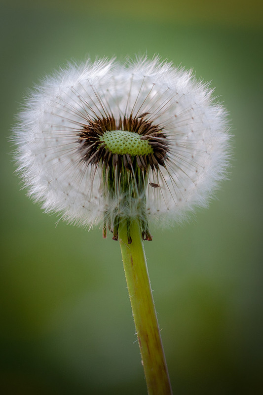 Фотографія Разное / Олександр Семен / photographers.ua